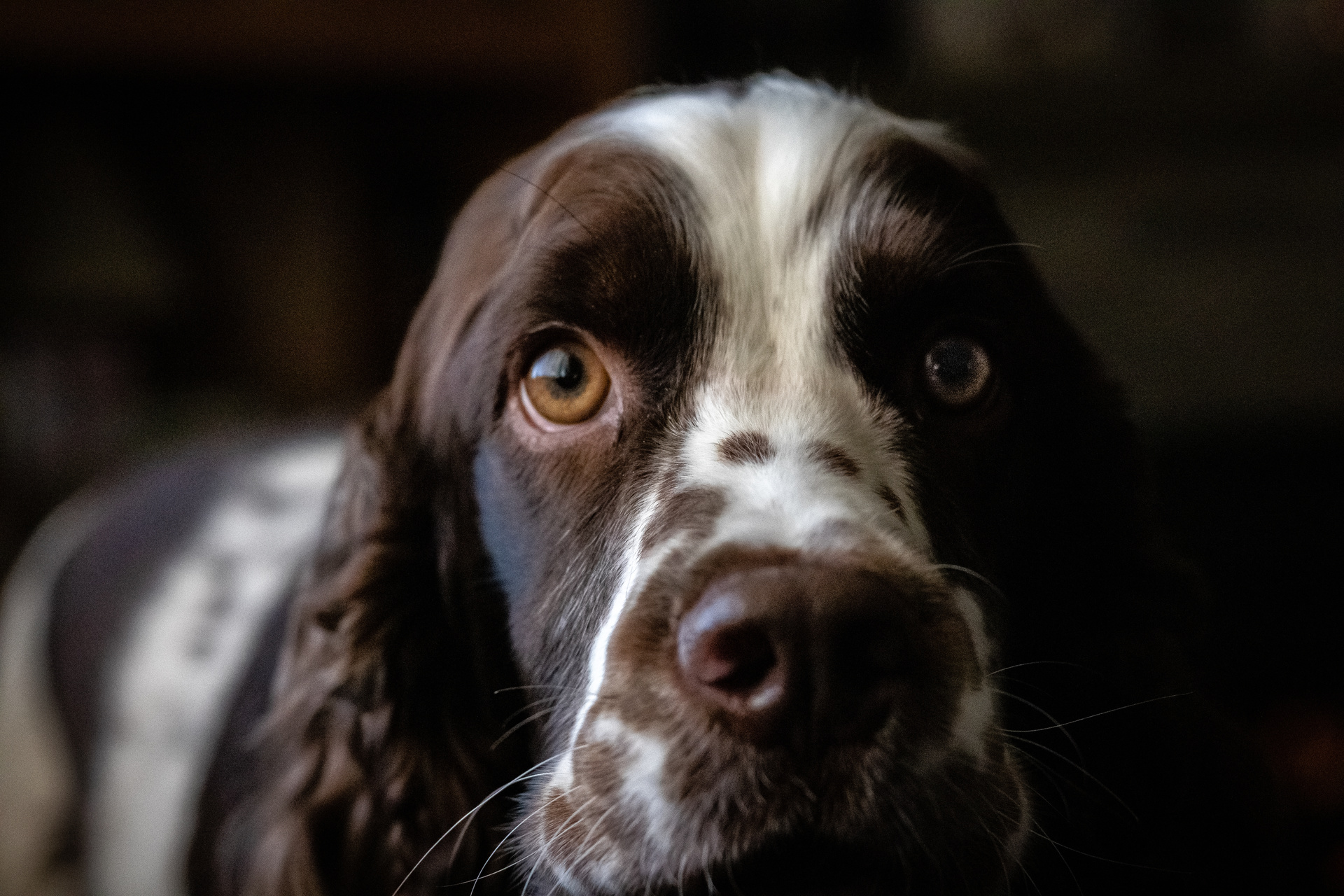 Salon Showcase: 'The Dogs' by Ginny Thomas